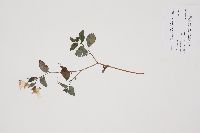 Impatiens pallida image