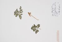 Sceptridium multifidum image