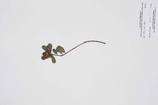 Arctostaphylos image