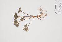 Ranunculus hispidus image