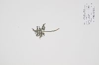 Sceptridium dissectum image