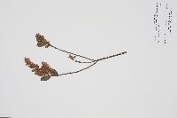 Chamaedaphne calyculata image