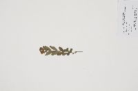 Comandra umbellata image