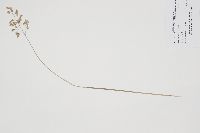 Anthoxanthum nitens image