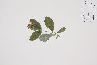 Lonicera hirsuta image