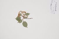Viburnum lentago image