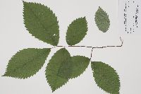 Ulmus americana image