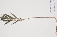 Cardamine pratensis image
