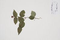 Viburnum rafinesquianum image