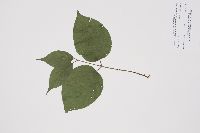 Cornus rugosa image