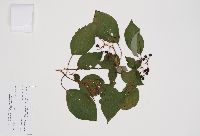 Cornus alternifolia image