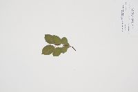 Rhamnus cathartica image