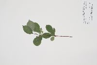 Viburnum lentago image