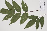 Sambucus racemosa image