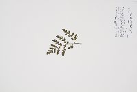 Sceptridium multifidum image