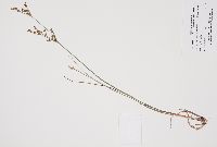 Juncus brevicaudatus image