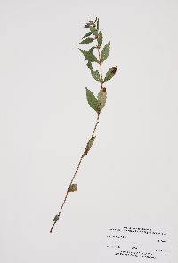 Lycopus uniflorus image