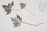 thumbnail image of current specimen