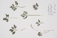 Sceptridium multifidum image