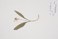 Erythronium albidum image