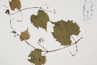 Vitis riparia image