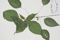Laportea canadensis image