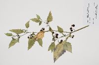 Solanum ptycanthum image