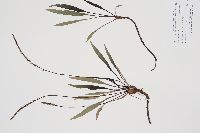 Media resource of Plantago eriopoda