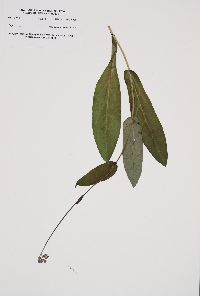 Cynoglossum virginianum image