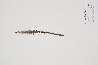 Hippuris vulgaris image