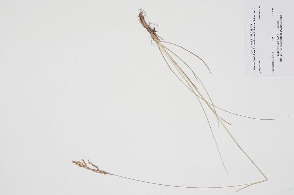 Festuca saximontana image