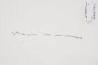 Agrostis scabra image