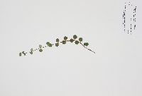 Linnaea borealis image