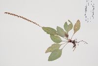 Plantago major image