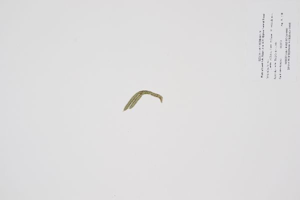 Lycopodium lagopus image