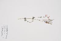 Corydalis sempervirens image