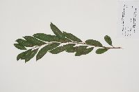 Salix humilis image