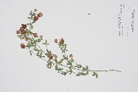 Trifolium aureum image