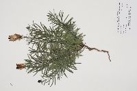 Linaria vulgaris image