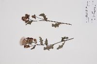 Cirsium arvense image