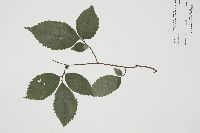 Ulmus americana image