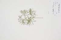 Thumbnail image of current specimen