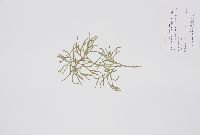 Thumbnail image of current specimen