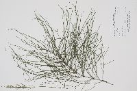 Equisetum palustre image