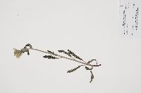 Pedicularis canadensis image