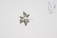 Sceptridium multifidum image