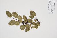 Rhamnus cathartica image