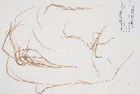 Muhlenbergia mexicana image