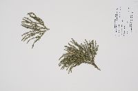 Thumbnail image of current specimen