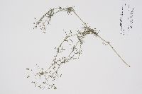 Spergula arvensis image